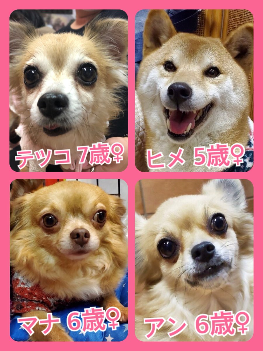 🐾今日の里親様募集中ワンコ🐶メンバーです🐾2020,2,6